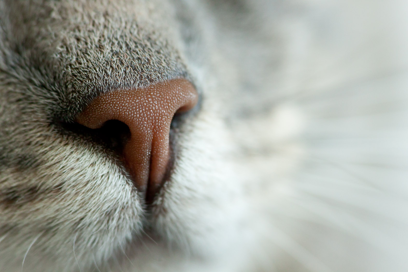 Kattsnuva – Vad är det och vad kan jag göra?