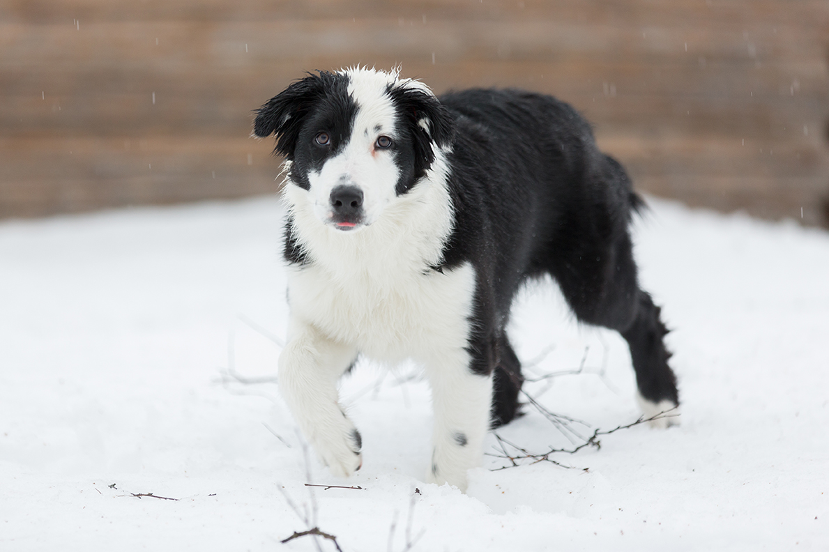 Diabetes mellitus hos hund