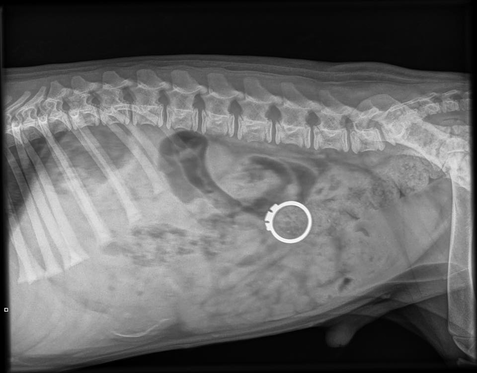 Optøjer slack Penge gummi Hund som ätit föremål (främmande kropp) | Evidensia