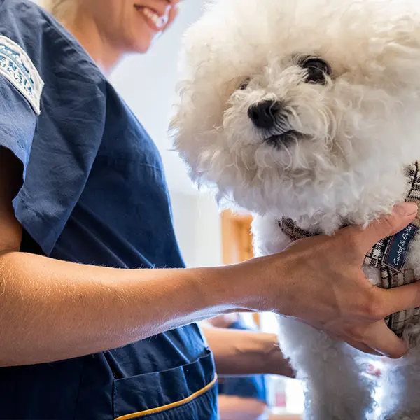 Priser på Björkstadens Djurklinik