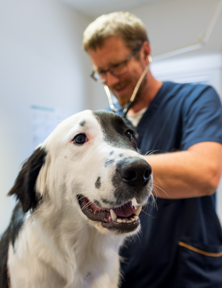 Hund som ätit föremål (främmande kropp)