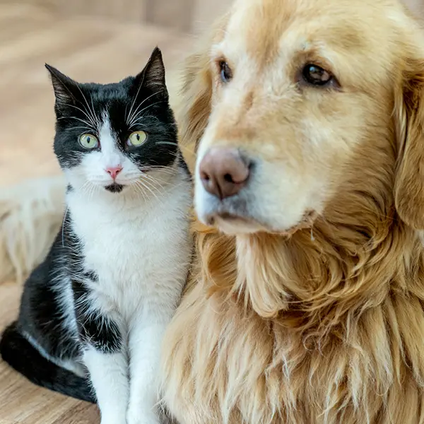 Djursjukhus Veterinär Malmö