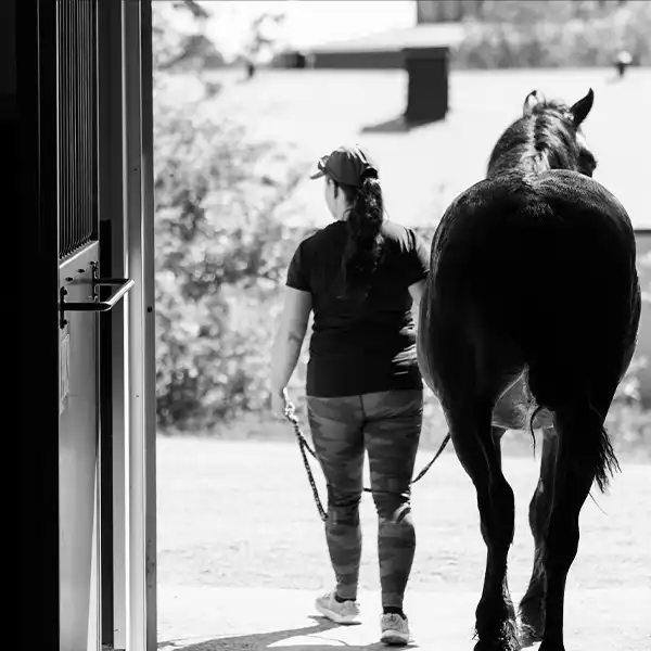veterinär häst Gävle