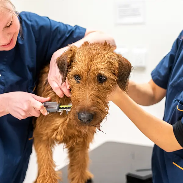 Onkologi, cancer, hund, katt, Södra Djursjukhuset