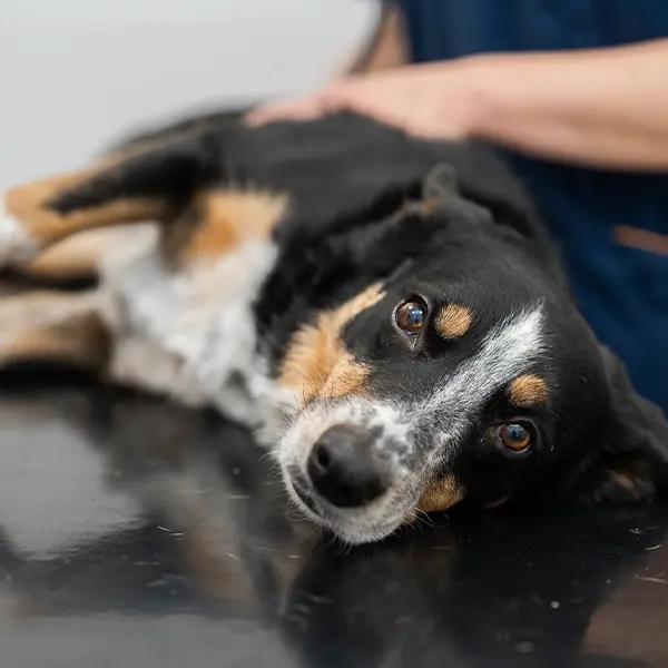Onkologi Veterinär Djursjukhus Strömsholm