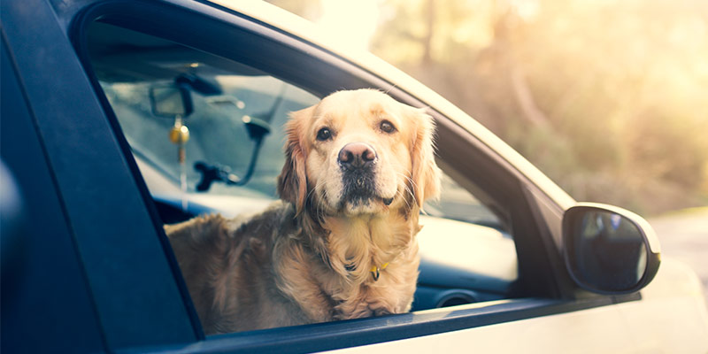 Åksjuka eller bilrädsla hos din hund eller katt