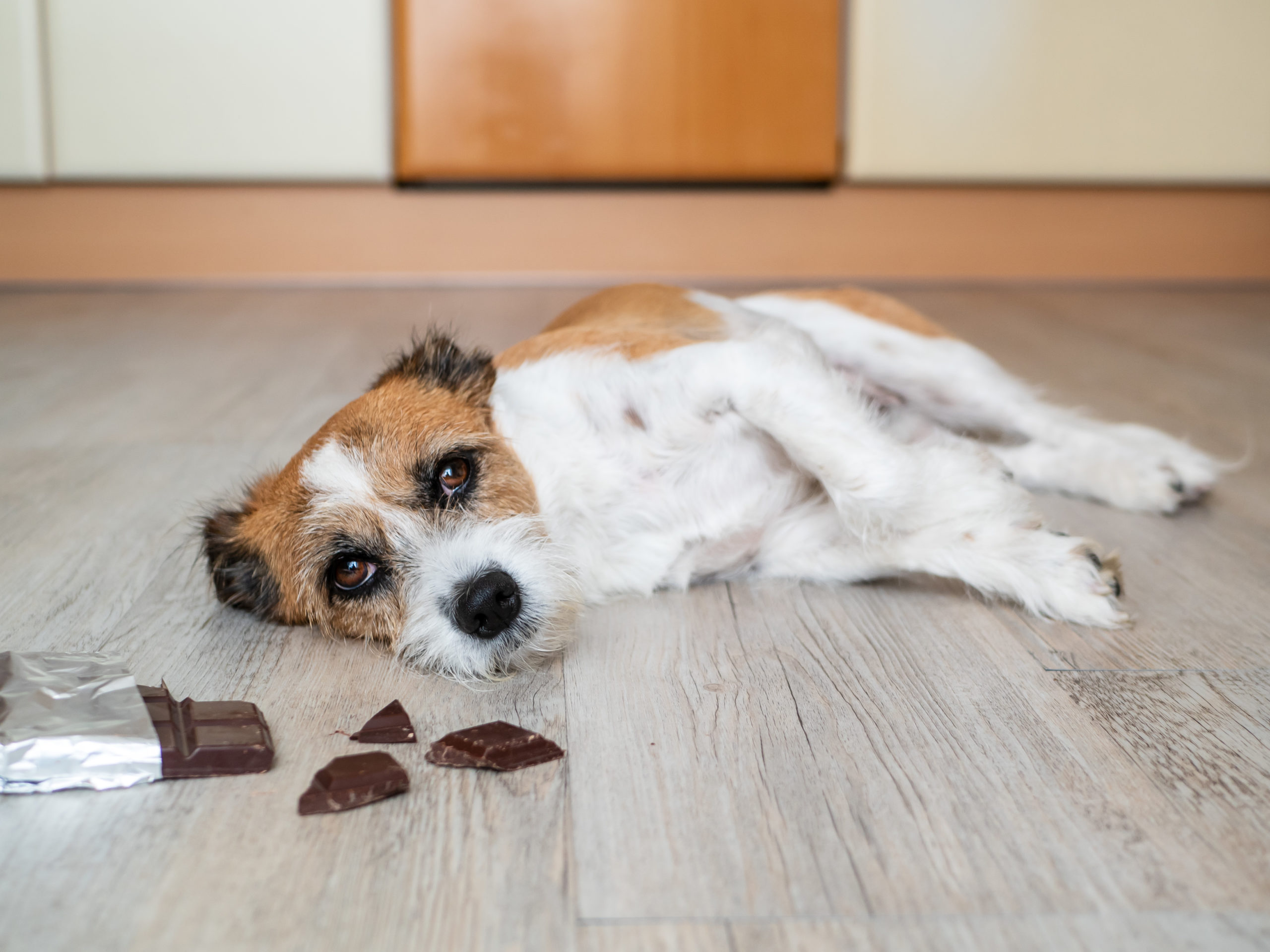 Beräkna chokladförgiftning hos hund