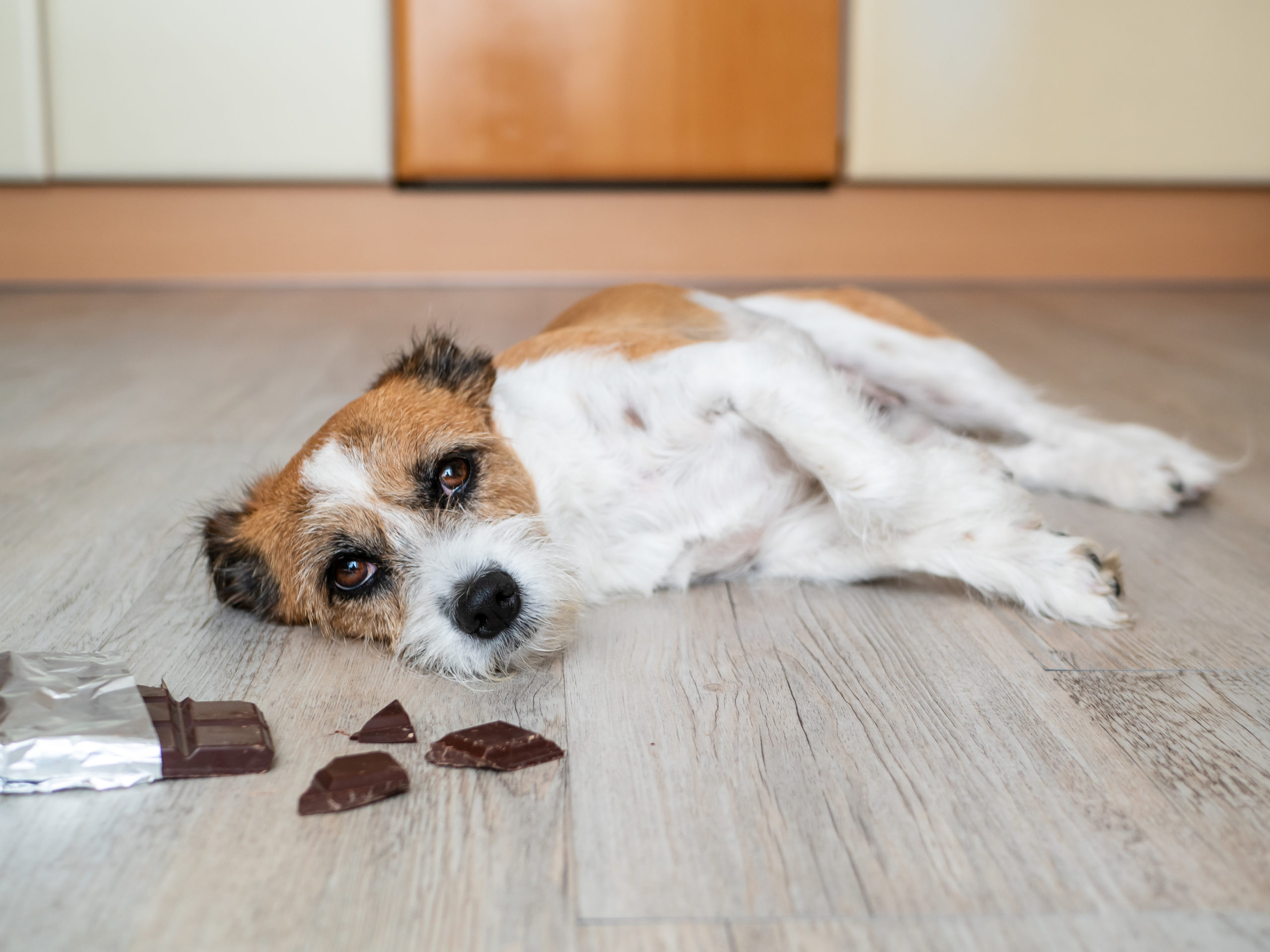 råd och tips om hund 7 Evidensia