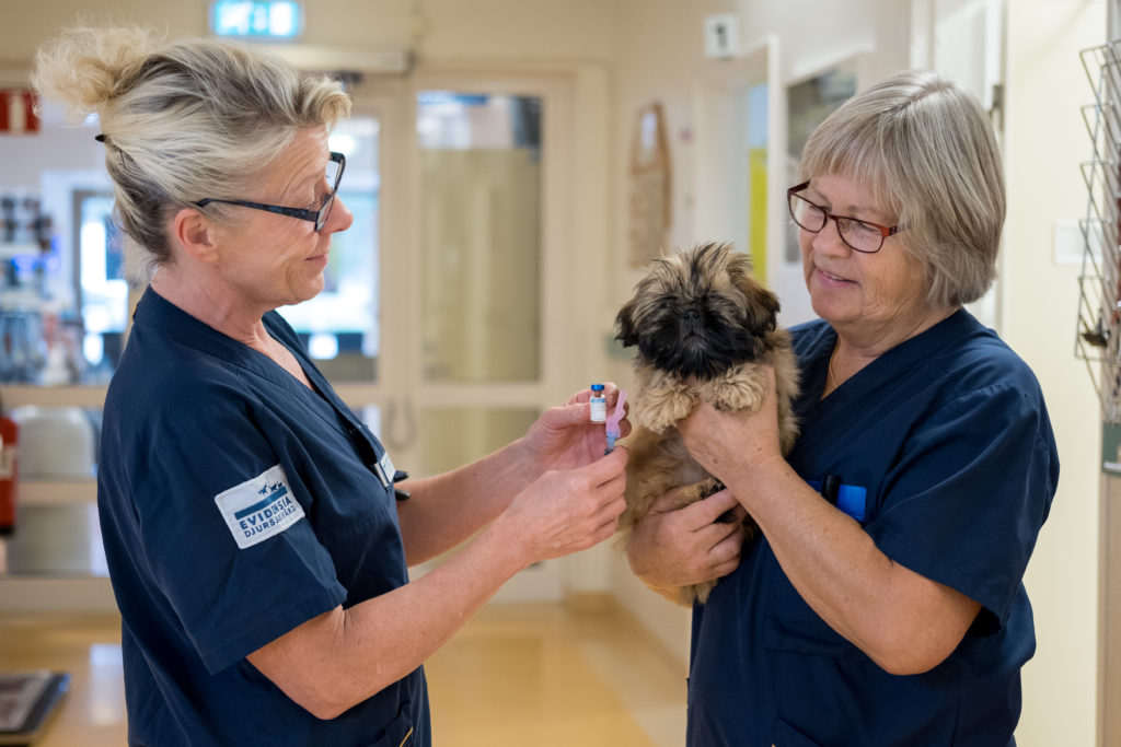 Vaccination av hundvalp – Vilka sjukdomar skyddar det mot?