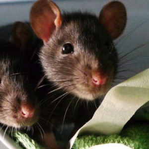 Skötsel av mus och råtta
