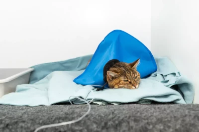 Katt får akutvård