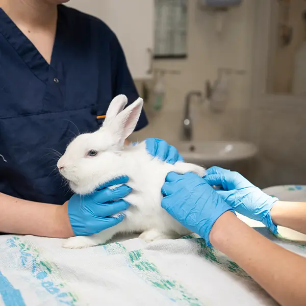 Behandlingar hund, katt och gnagare Varbergs Djurklinik