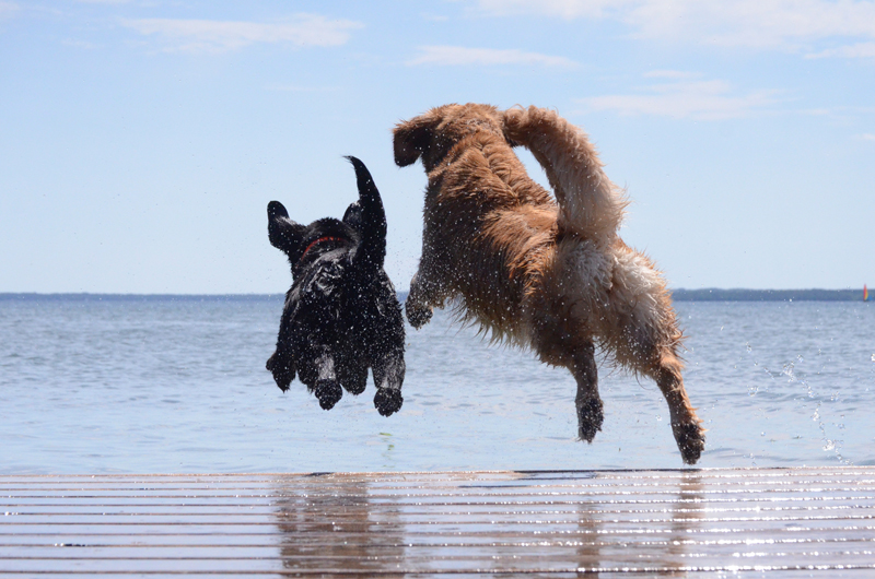 Vattensvans hos hund