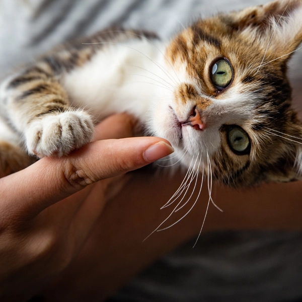 Söt kattunge i famn, gröna ögon som tittar rakt in i karmeran