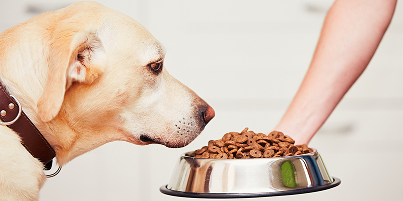 foder är viktigt för att hund må bra | Evidensia