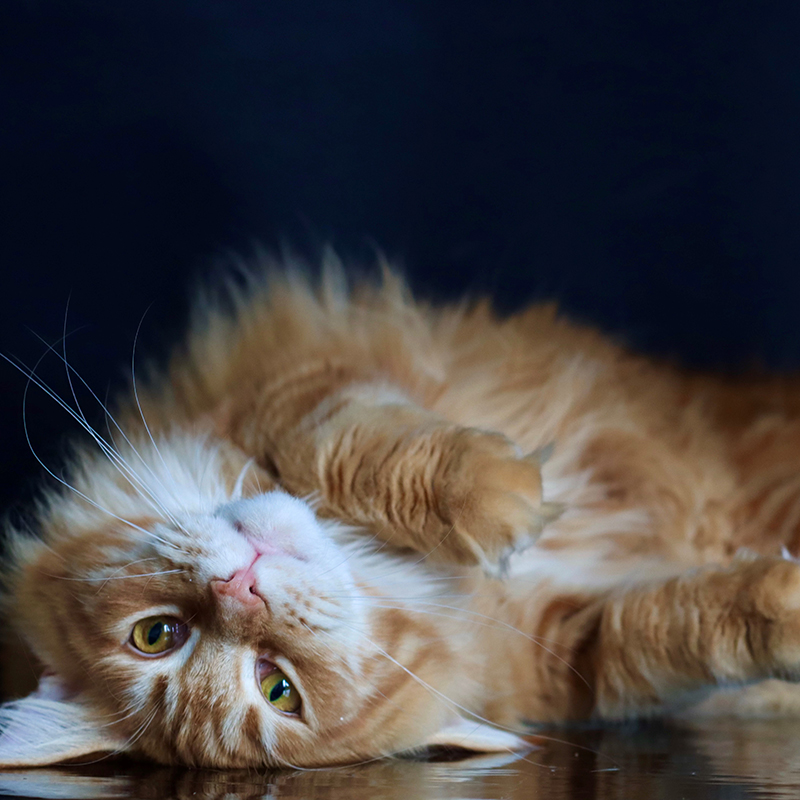 Kattkliniken Väst