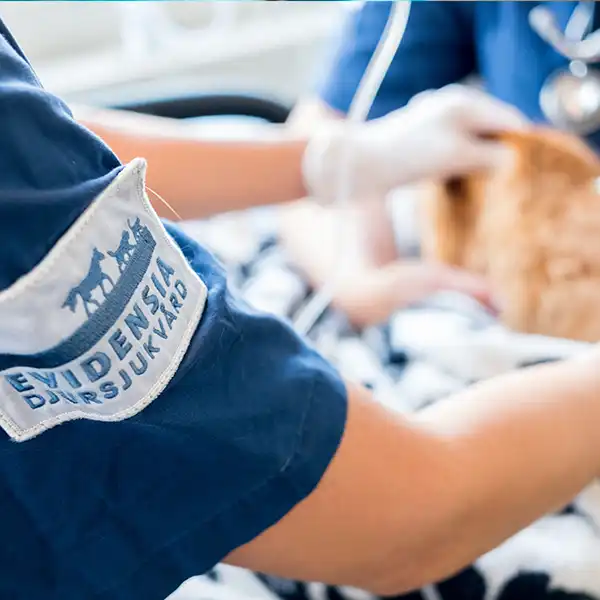 Din veterinär i Kållered