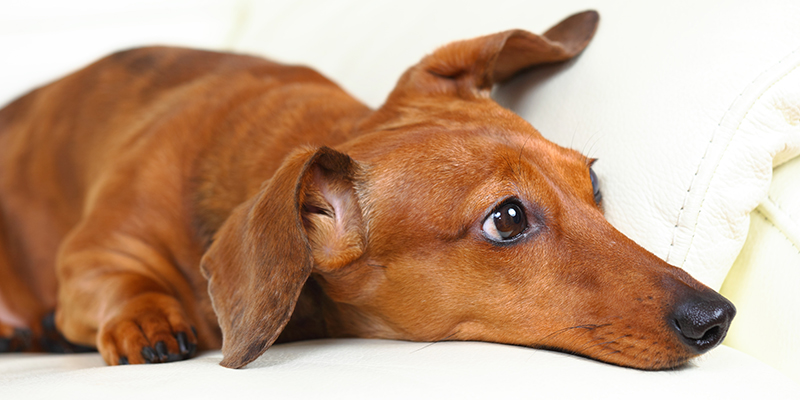 Öroninflammation hos hund