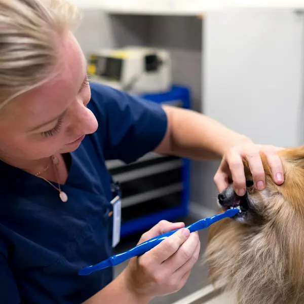 Veterinär Karlskoga