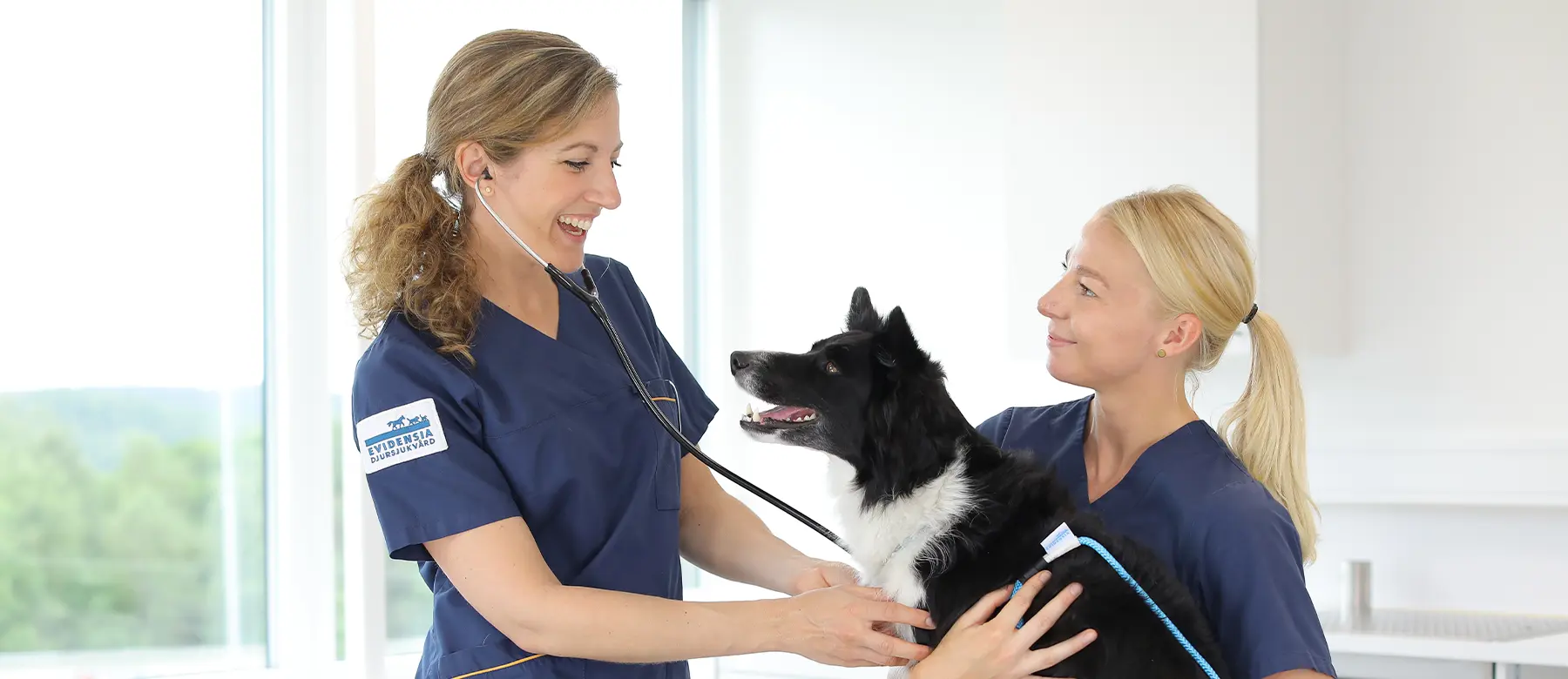 Behandlingar - Sävedalens Veterinärklinik