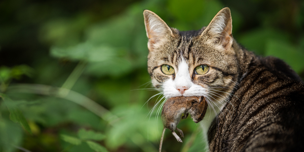 Bandmask hos katt