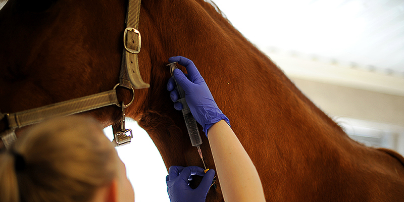 Antibiotika och resistens hos häst