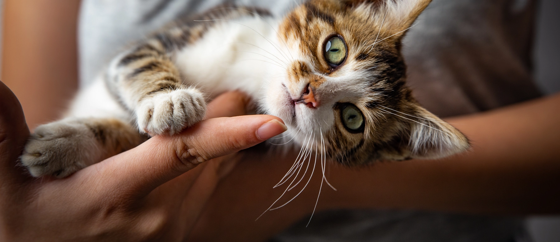 Söt kattunge i famn, gröna ögon som tittar rakt in i karmeran