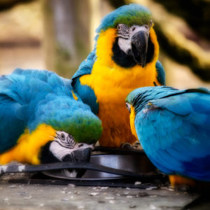 Rätt foder för papegojfåglar