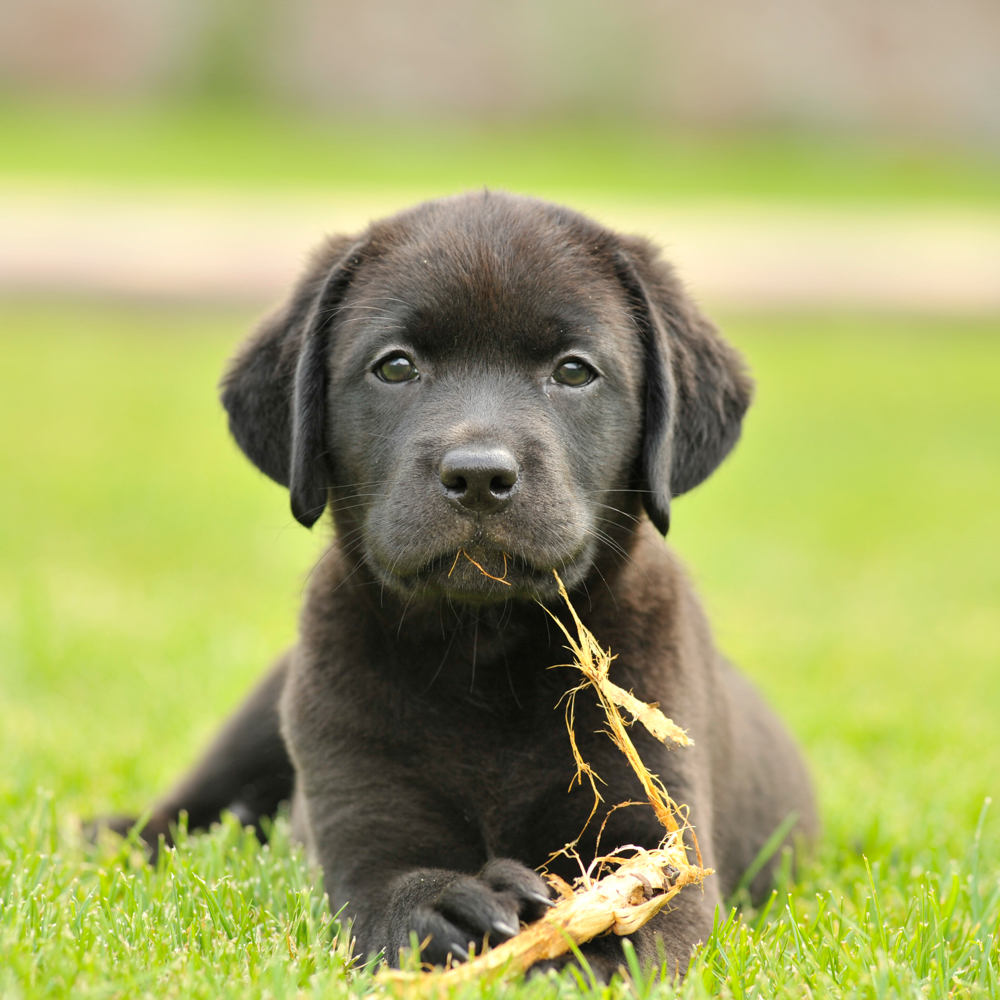 Veterinär Stockholm