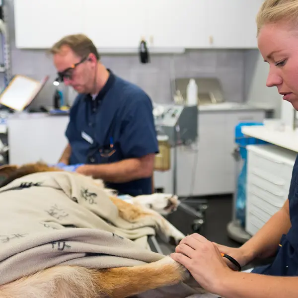 Veterinär Karlskoga