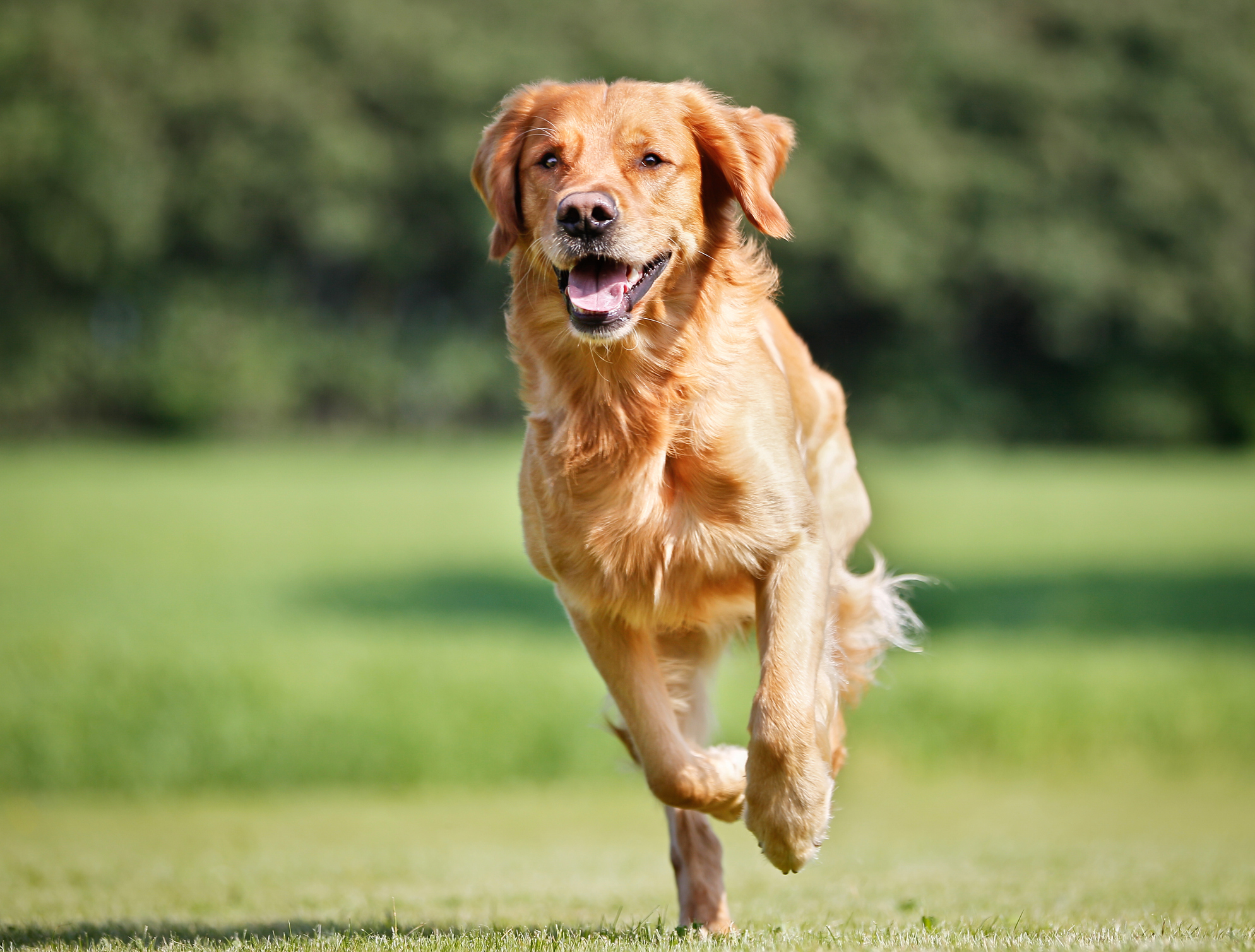 Höftledsdysplasi hund