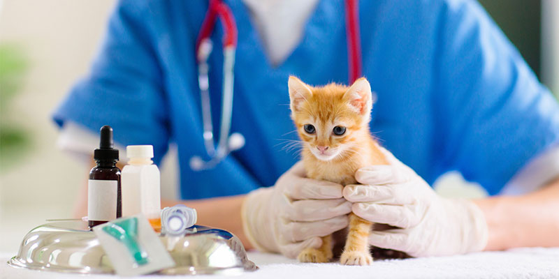 Vaccination av hund och katt
