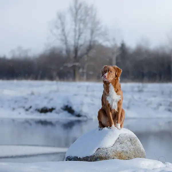 Djursjukhus Veterinär Gammelstad