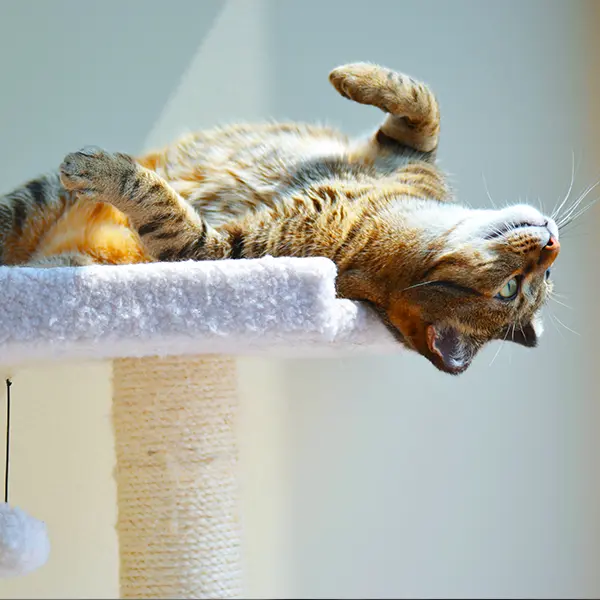 Katt som njuter i solen - Kattmottagningen hos Specialistdjursjukhuset Strömsholm