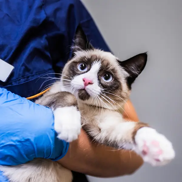 Vi som jobbar på Veterinärhuset Lidköping