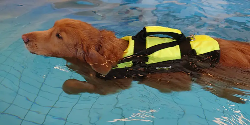 Simmande hund som är på rehab på Specialistdjursjukhuset Helsingborg