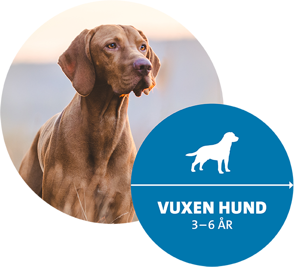 Hund vuxen Hälsoplan Evidensia