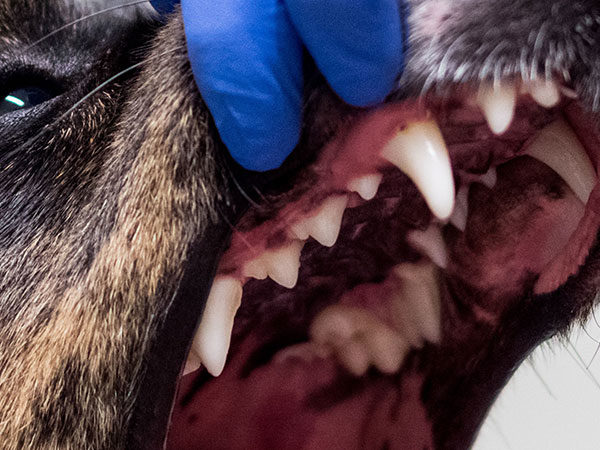 Tandlossning – vanligaste sjukdomen hos hund