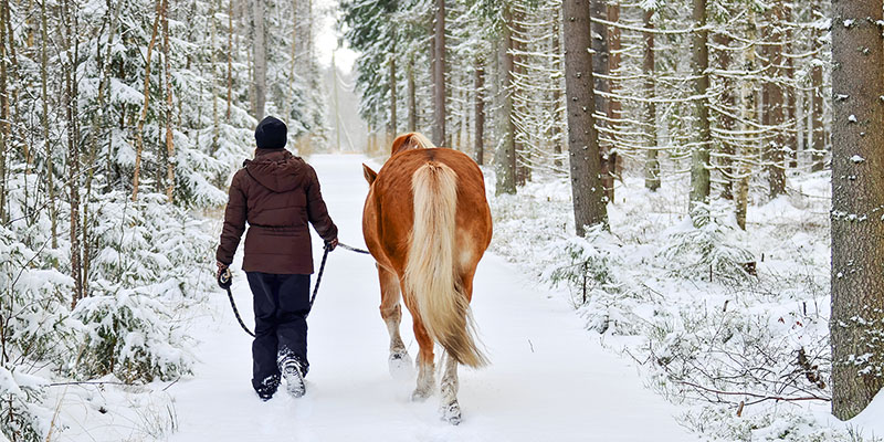 Vintervila häst