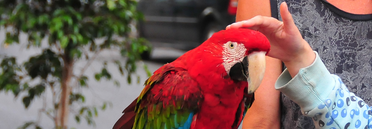 Hormonellt orsakade beteenden hos papegoja