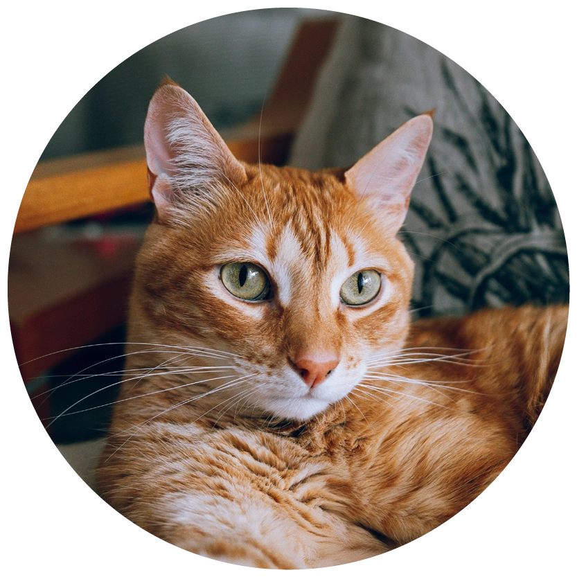Runt porträtt av orange katt