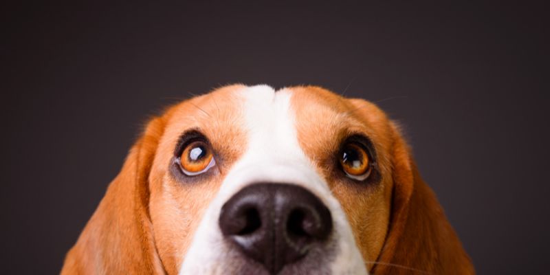 Ögoninflammation och röda ögon hos hund