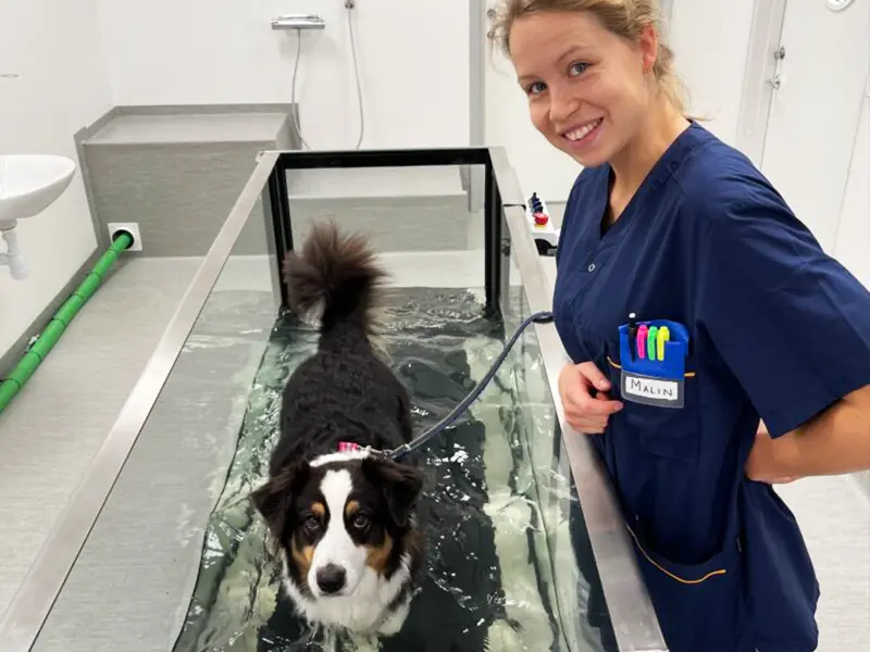 rehab veterinär göteborgs djursjukhus