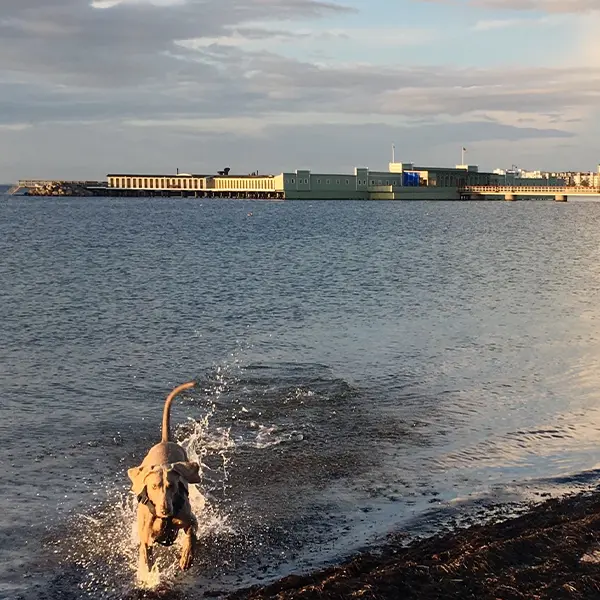 Priser på Veterinärkliniken Limhamn