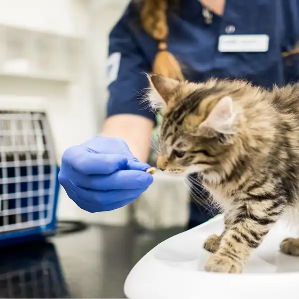 Priser på Veterinärhuset Lidköping