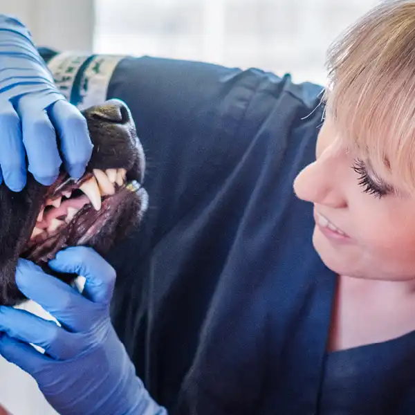 Din veterinär i Västra Frölunda