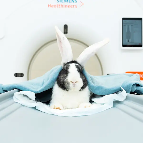 Boka tid online på Uppsala Veterinärklinik