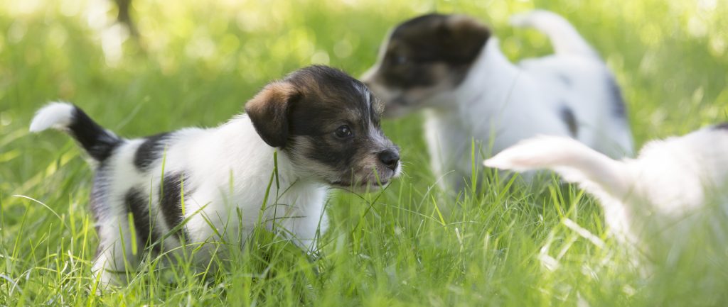Borrelia hos hund – en av flera fästingburna sjukdomar