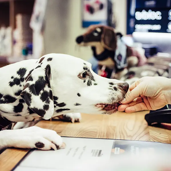 Butik Alviks Veterinärklinik Evidensia
