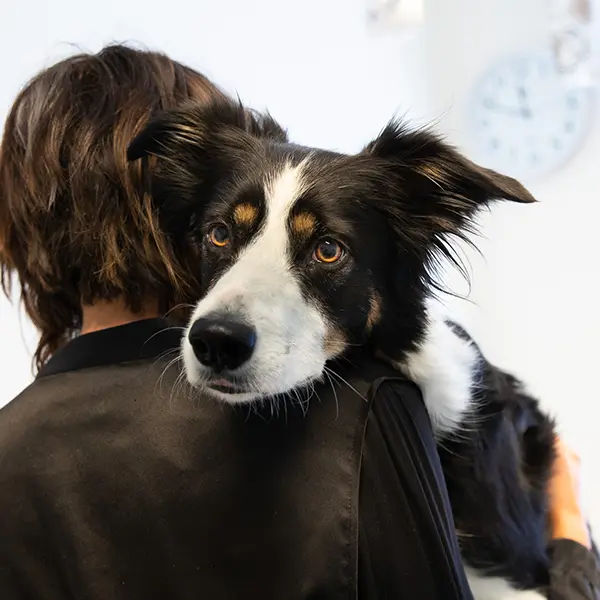 Veterinär Spånga